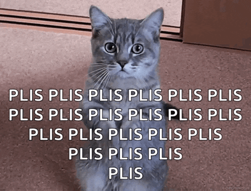 Cat Please GIF