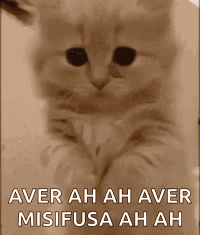 Cat Please GIF
