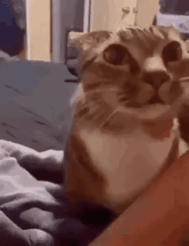 Cat Poke GIF