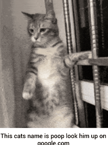 Cat Poop GIF