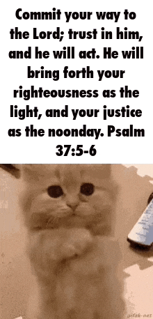 Cat Psalm GIF