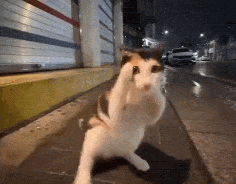 Cat Punch Cat Meme GIF. This 460 x 358 animated GIF is part of our fighting collection. Related themes include cat, cat meme. Created by ElGouk. View the…