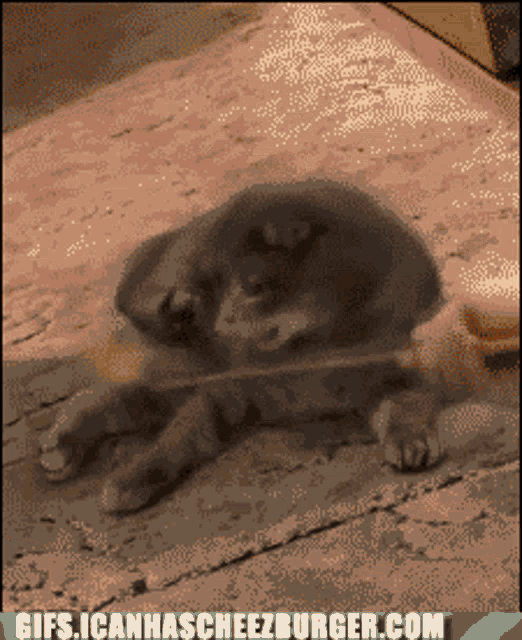 Cat Pussy Play GIF