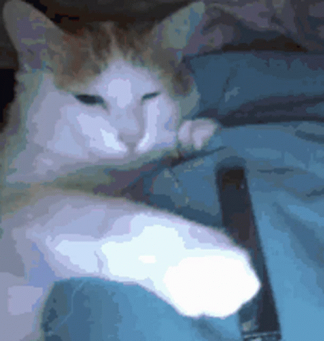 Cat GIF