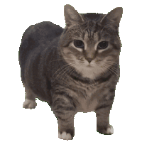 Cat Sticker