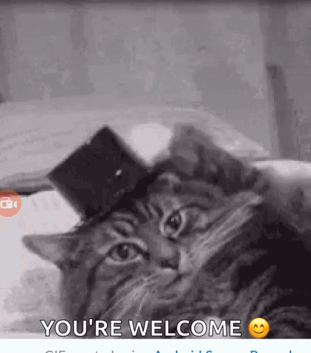 Cat GIF. This 438 x 498 animated GIF is part of our you're welcome collection. Related themes include cat. Created by NSHAW46. View the original animation…