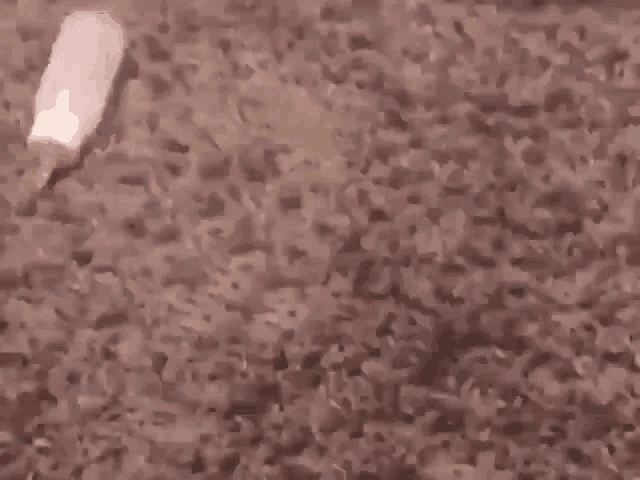 Cat GIF