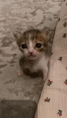 Cat Reaction Michi Triste GIF