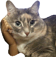 Cat Resting Sticker