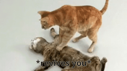Cat Revive GIF