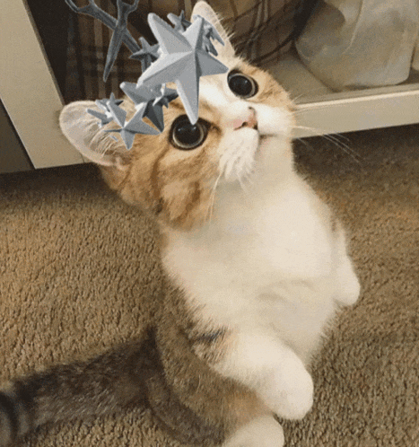 Cat Roblox Meme