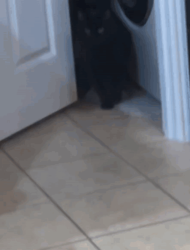 Cat Running Away GIF