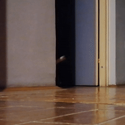 Cat Running In Circles GIF