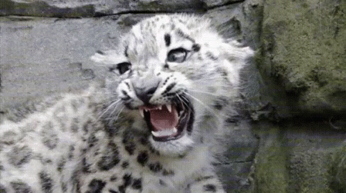Cat Sad Cat Noise GIF
