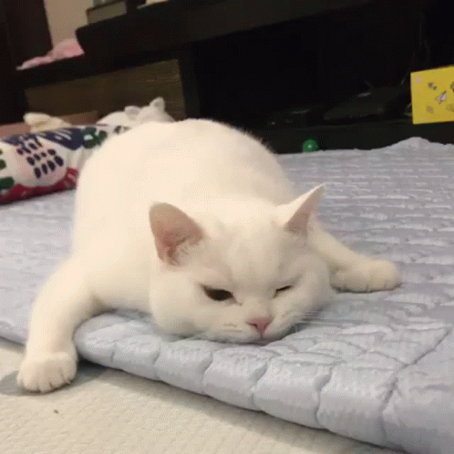 Cat Sad GIF. This 498 x 498 animated GIF is part of our original nyan cat collection. Related themes include cat, sad. Created by Tulenb4ik. View the…