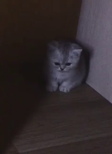 Cat Sad GIF
