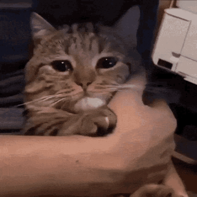 Cat Sad GIF