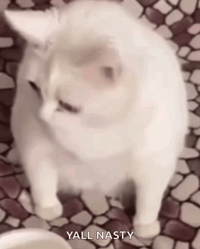 Cat Say Bleh GIF