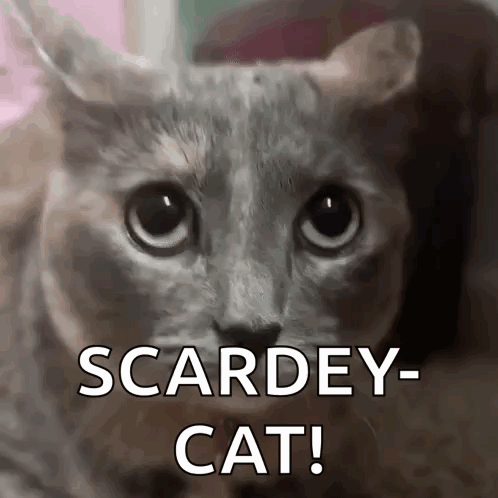 Cat Scared Cat GIF