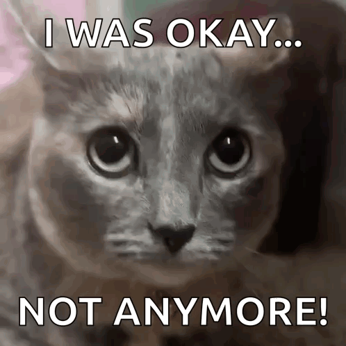 Cat Scared Cat GIF