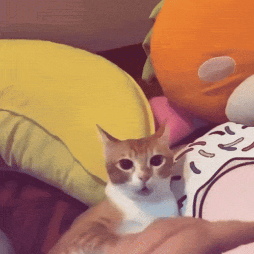 Cat Scared GIF