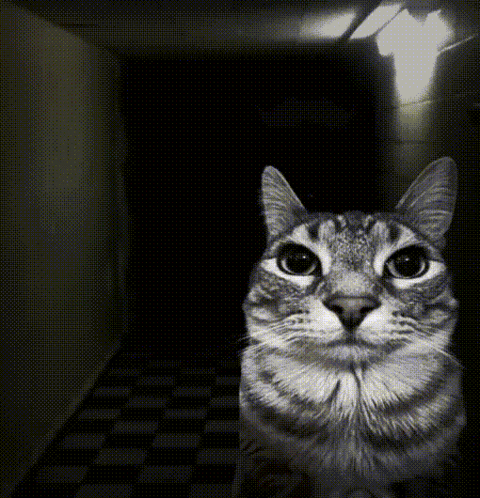 Cat Scary GIF