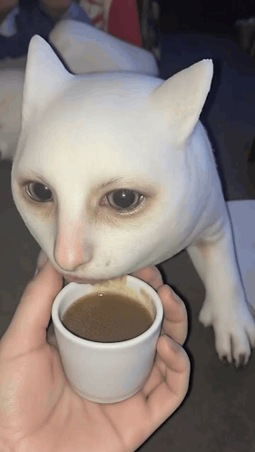 Cat Scary GIF