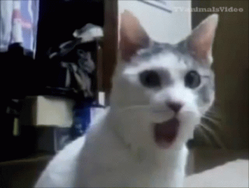 Cat Scream GIF. This 498 x 375 animated GIF is part of our genie jaw drop collection. Related themes include cat, jaw drop, no. Created by horseygal. View…