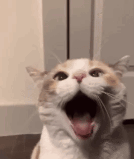 Cat Scream Cute Cat GIF