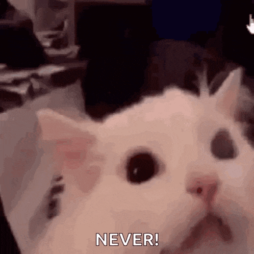 Cat Screaming Cat GIF