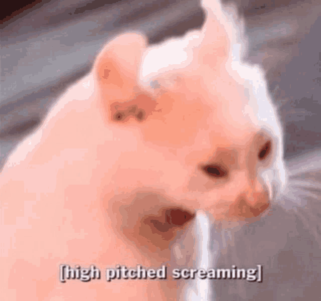 Cat Screaming Meme