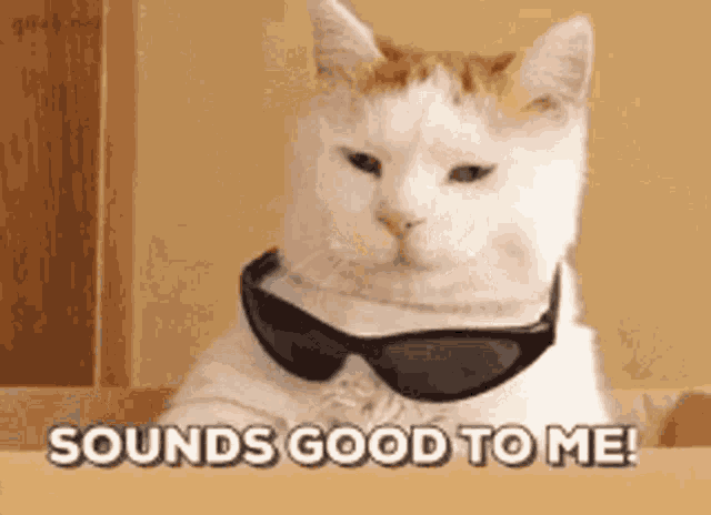 Cat Serious GIF