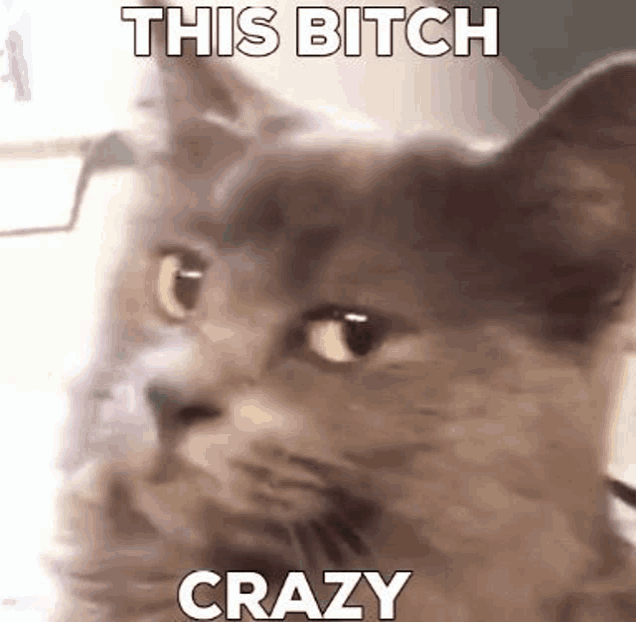 Cat Shit Meme