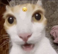 Cat Shoked Shocked Cat Meme