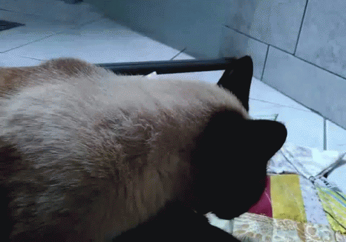 Cat Siamese Cat GIF. This 498 x 348 animated GIF is part of our lady and the tramp siamese cats collection. Related themes include cat, sleeping. View the…
