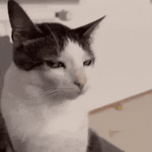 Cat Side Eye GIF