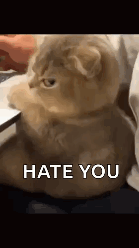 Cat Side Eye GIF