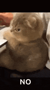 Cat Side Eye GIF