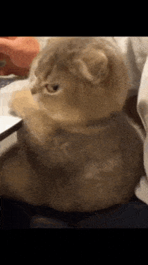 Cat Side Eye GIF