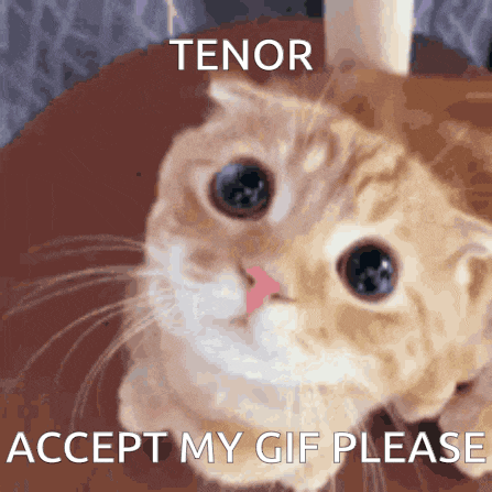Cat Silly Cat GIF