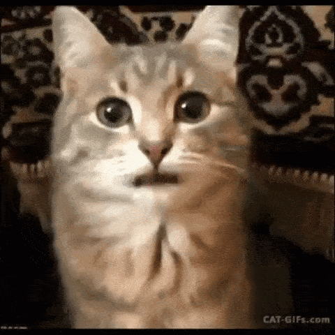 Cat Silly Cat GIF