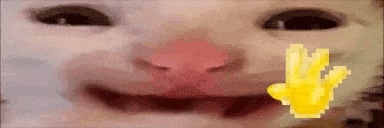 Cat Silly Hello GIF