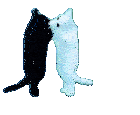 Cat Silly Sticker