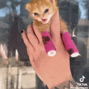 Cat Silly GIF
