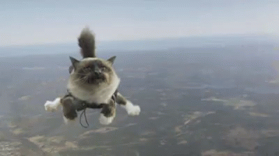 Cat Skydiving GIF