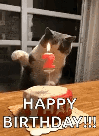 Cat Slap GIF