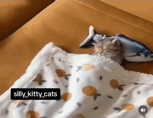 Cat Sleeping Cute Cat GIF