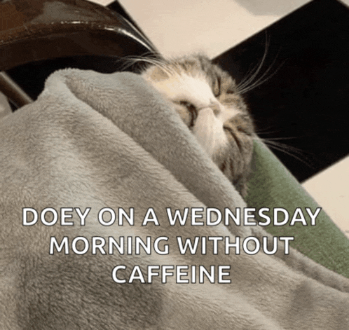 Cat Sleepy Cat Meme
