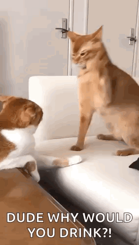 Cat Smacking Other Cat Cat Swat GIF
