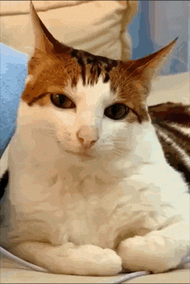 Cat Smerk GIF